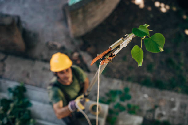 Best Hazardous Tree Removal  in Greenfields, PA